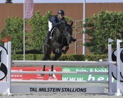 jumper Cooper THC (anglo european sporthorse, 2016, from Caruso de Trebox)