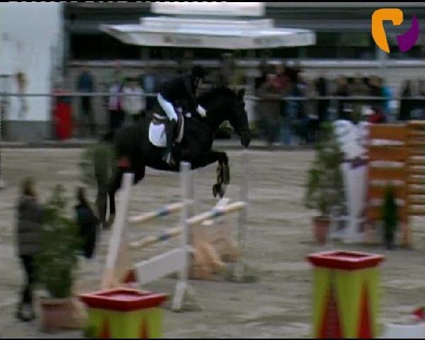 jumper Rondo a capriccio (Hessian Warmblood, 2000, from Rubin Star N)