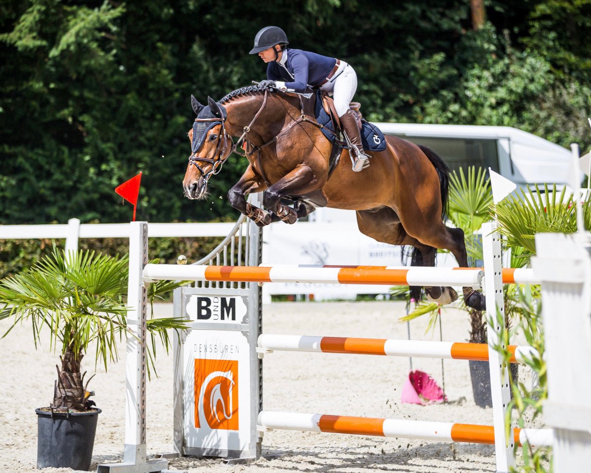 Cavallo da salto Hamilton Db (KWPN (Warmblood olandese), 2012, di Tornesch)