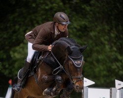 broodmare H-Red Sensation P & A (Belgian Warmblood, 2013, from Red Star M)
