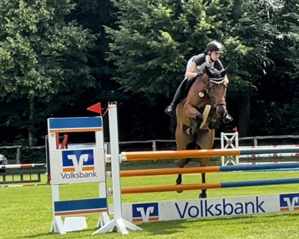 Springpferd Calloundra (Zangersheide Reitpferd, 2017, von Chatman)