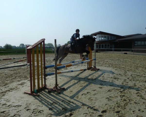 dressage horse Valence (Nederlands Rijpaarden en Pony, 2004, from Vitano) dressage horse Valence (Nederlands Rijpaarden en Pony, 2004, from Vitano)