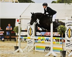 jumper Paloma 313 (Hanoverian, 2015, from Perigueux)