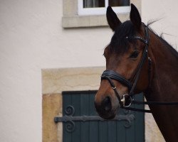 horse Finch Hatton 11 (Westphalian, 2015, from Franziskus FRH)