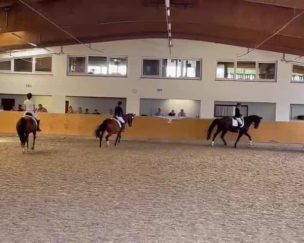 Video of Dascha