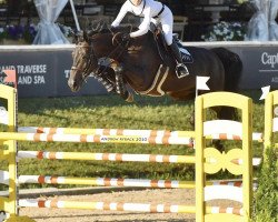 broodmare Iraola del Maset (Spanish Sport Horse, 2008, from Indret del Masset)