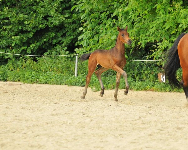 Pferd For Francis HR (Hannoveraner, 2021, von For Gold OLD)