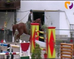 Springpferd Maxima 85 (Deutsches Reitpony, 2005, von Mantovani)