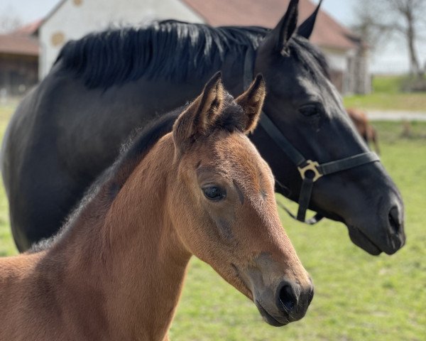 broodmare Be my Sunlight (Oldenburg, 2022, from Callaho's Benicio)
