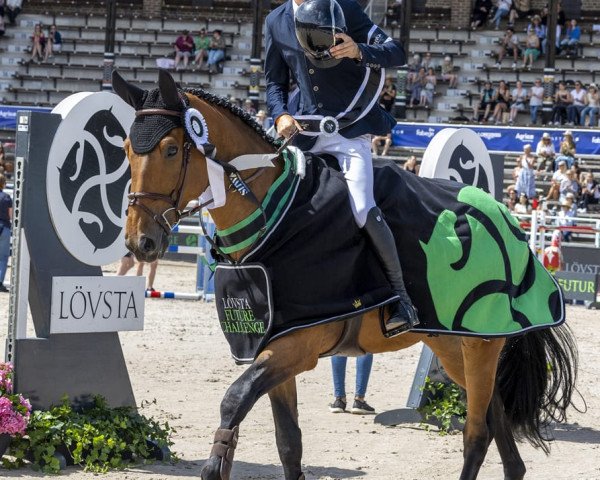 Springpferd Puskas de Kalvarie (Belgisches Warmblut, 2015, von Don't Touch Tiji Hero) Springpferd Puskas de Kalvarie (Belgisches Warmblut, 2015, von Don't Touch Tiji Hero)