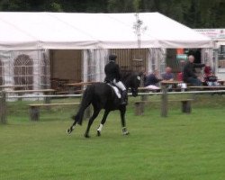 jumper Sunray 4 (Hanoverian, 2007, from Samarant)