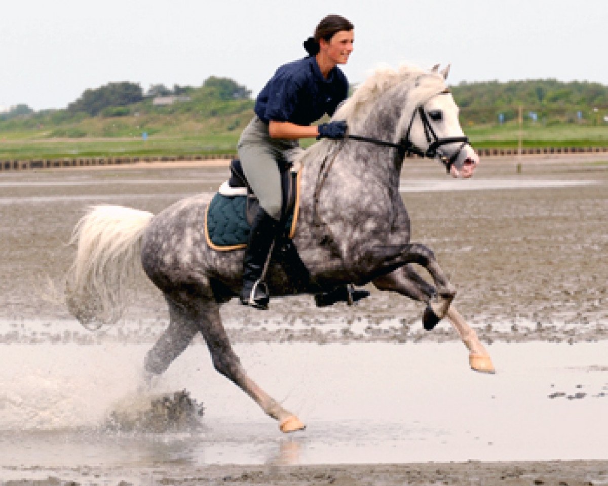 Deckhengst Greylight (Welsh Pony (Sek.B), 2002, von Moorkieker Gawain)