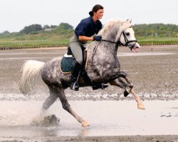 stallion Greylight (Welsh-Pony (Section B), 2002, from Moorkieker Gawain)