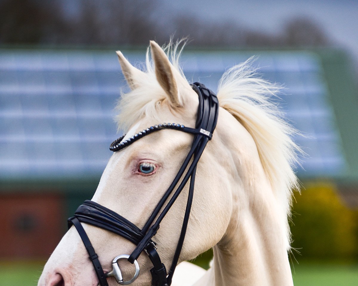 Zuchtstute Dizzy Miss Lizzy 8 (Deutsches Reitpony, 2019, von Dating AT NRW)