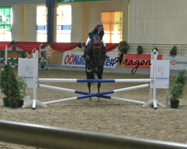 horse Aragon 22 (Austrian Warmblood, 2006, from Absalon)