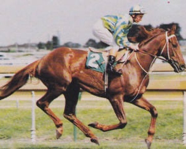 stallion Red Anchor xx (Thoroughbred, 1973, from Damascus xx) stallion Red Anchor xx (Thoroughbred, 1973, from Damascus xx)