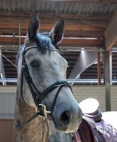 jumper Chrash (Westphalian, 2017, from Congress)