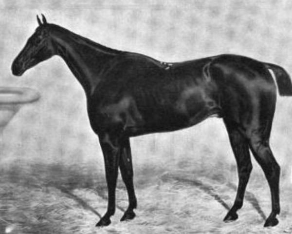 stallion Adventurer xx (Thoroughbred, 1859, from Newminster xx)