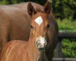 horse Hengst von Santos / Romanov Blue Hors (Westphalian, 2022, from Santos)