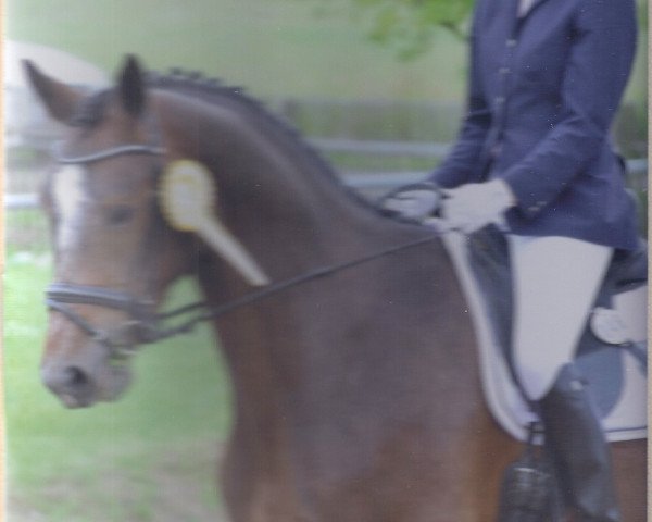 Dressurpferd Birkenhof's Campari (Hannoveraner, 2006, von Cockpit)