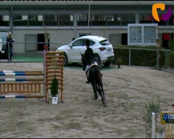 jumper Delgado 55 (Westphalian, 2003, from Danny de Vito 2)