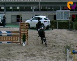 jumper Delgado 55 (Westphalian, 2003, from Danny de Vito 2)