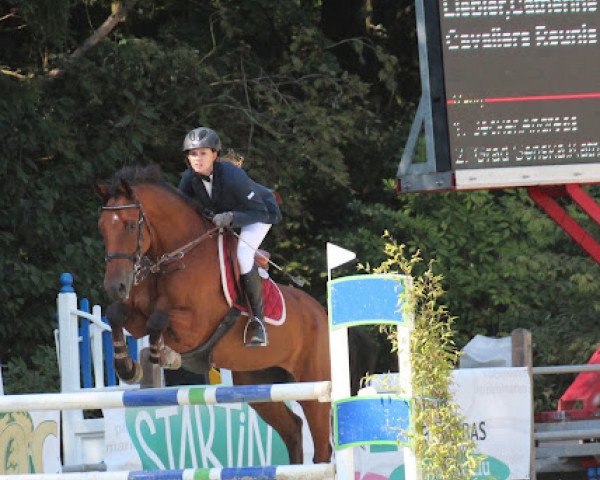jumper Chechero (Oldenburg show jumper, 2005, from Calimbo)