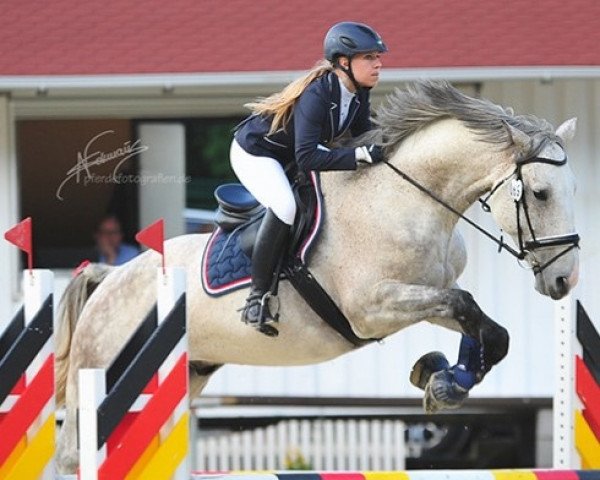 jumper Caro Ass 22 (Holsteiner, 2010, from Cosido)