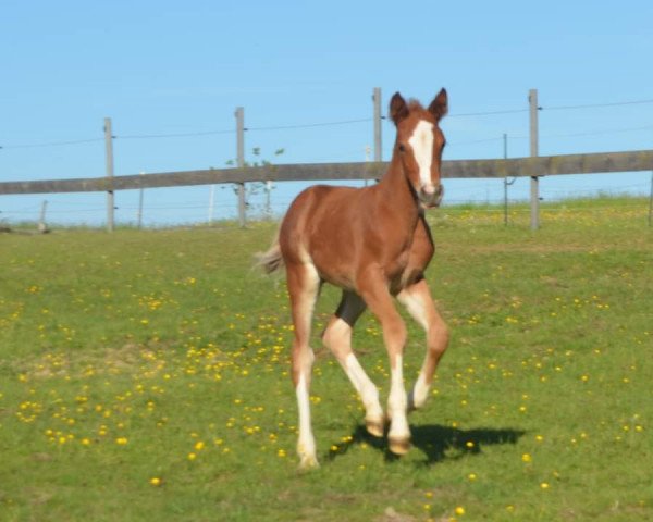 horse Der Jackpot (German Riding Pony, 2022, from Double Jackpot)