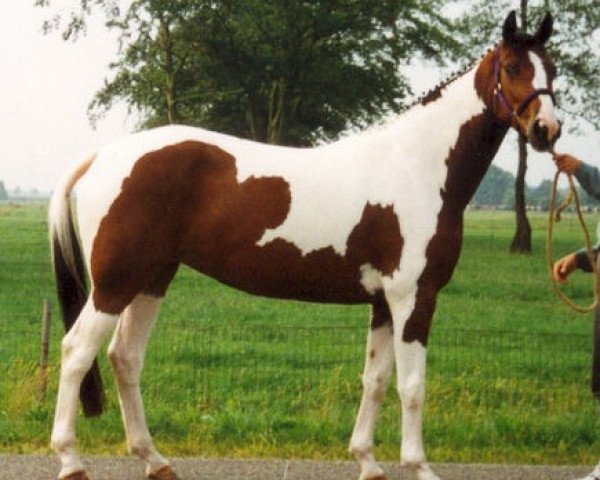 Zuchtstute Jasmijn (KWPN (Niederländisches Warmblut), 1991, von Rossini)