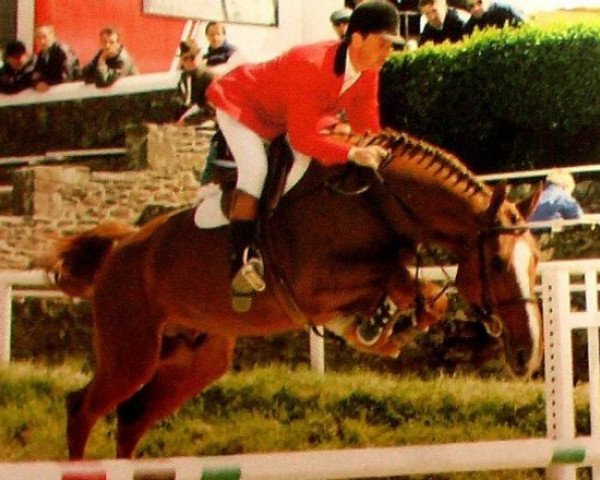stallion Balder de Baussy (Selle Français, 1990, from Quat'Sous)
