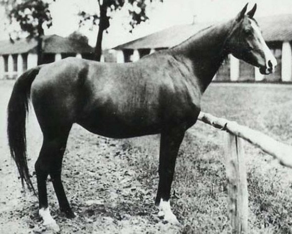 broodmare Elegantka 1923 ox (Arabian purebred, 1923, from Bakszysz 1901 ox)