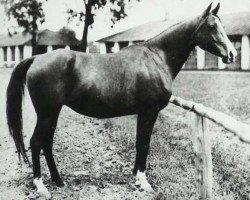 broodmare Elegantka 1923 ox (Arabian purebred, 1923, from Bakszysz 1901 ox)