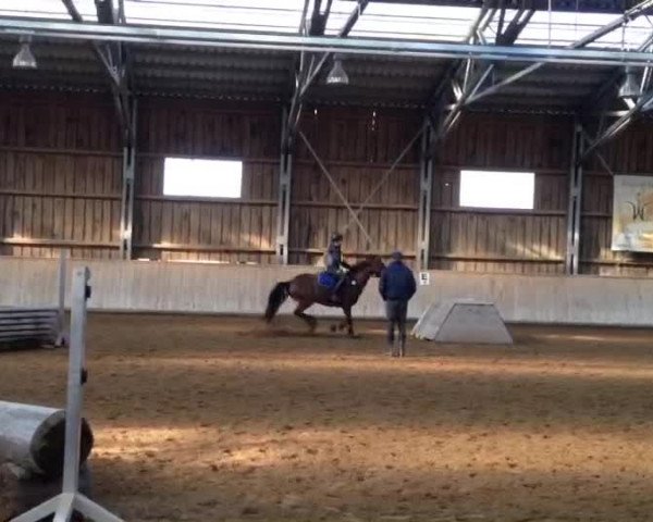 Video von Top Golden Carwyn