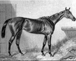Zuchtstute Queen Bertha xx (Englisches Vollblut, 1860, von Kingston xx)