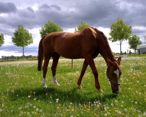 horse Evita 187 (Hanoverian, 1996, from Escudo I)