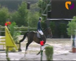 jumper Barbados 22 (Westphalian, 2008, from Cartouche van het Zorgvliet)