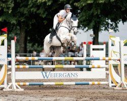 broodmare Prinzessin Paula (Hanoverian, 2008, from Perigueux)