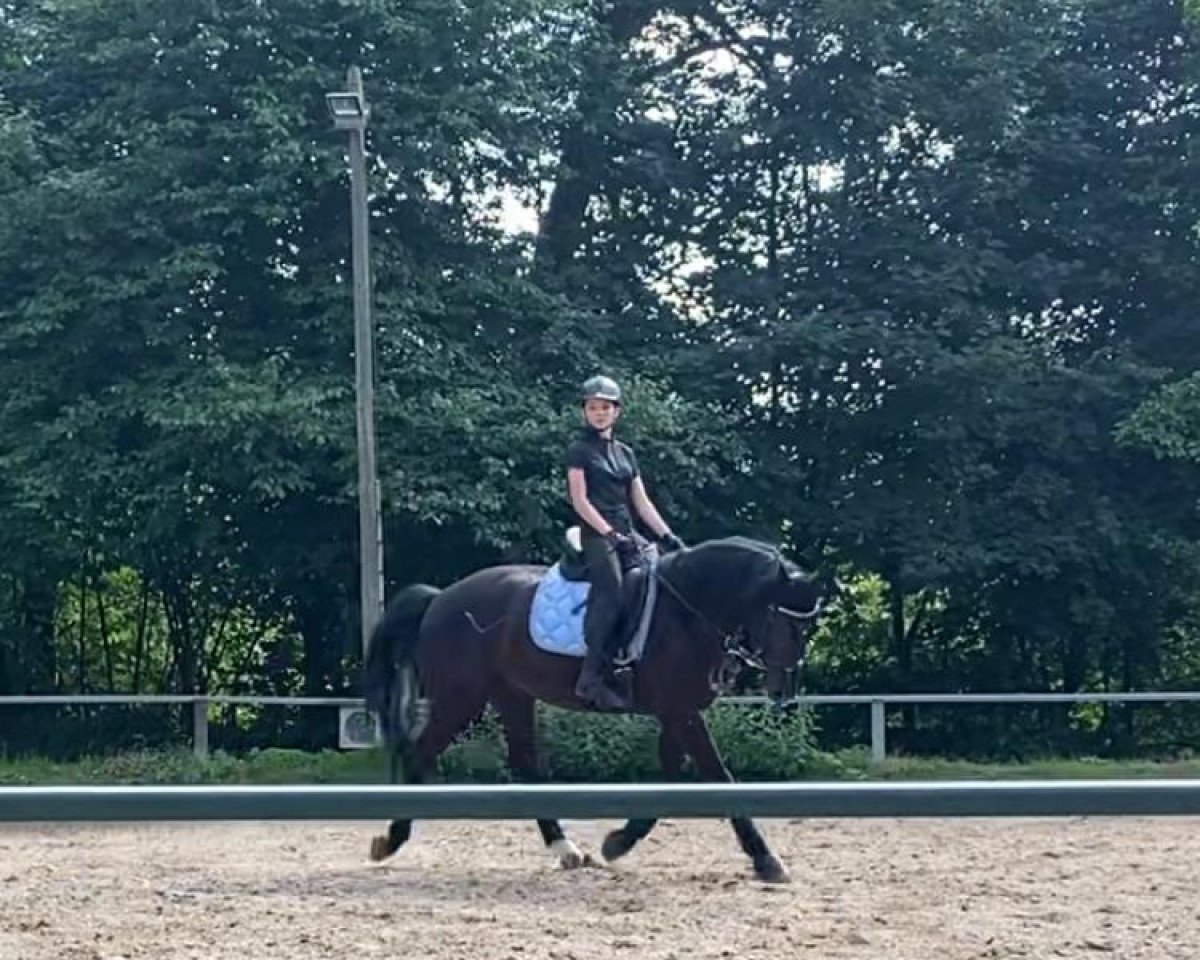 Pferd Fabulous Dream (Bayer, 2016, von Florestano)