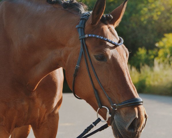 horse Camilo 7 (KWPN (Royal Dutch Sporthorse), 2013, from Cartano)