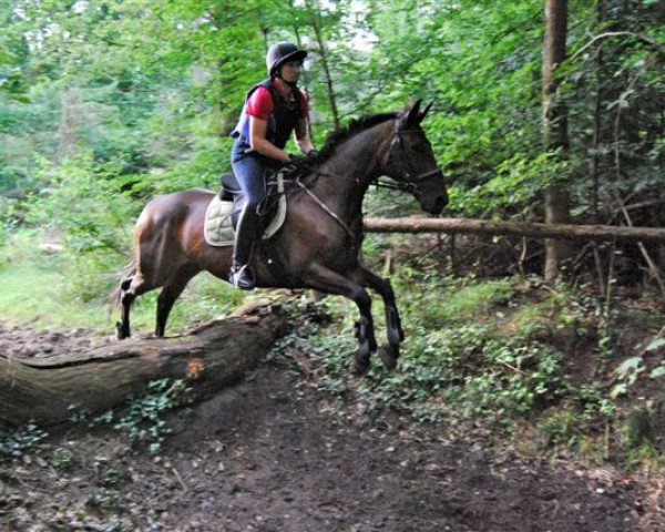 broodmare Sunbeam (Hanoverian, 2004, from Sunlight xx)