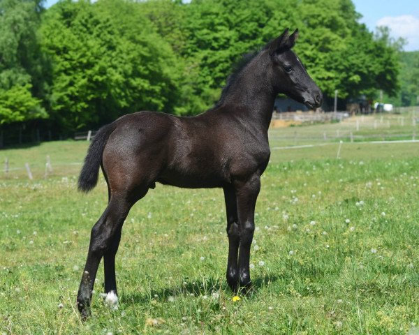 horse Follow your Spirit AS (Westphalian, 2022, from Flavis)