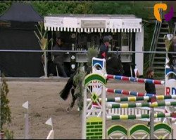 jumper Albalqaa (Selle Français, 2003, from Idem de B'Neville)