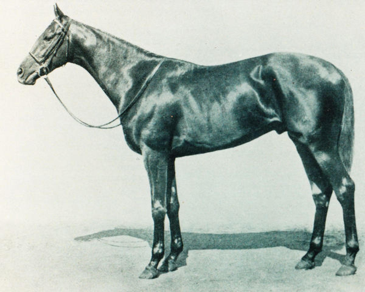 Deckhengst Stardust xx (Englisches Vollblut, 1937, von Hyperion xx)