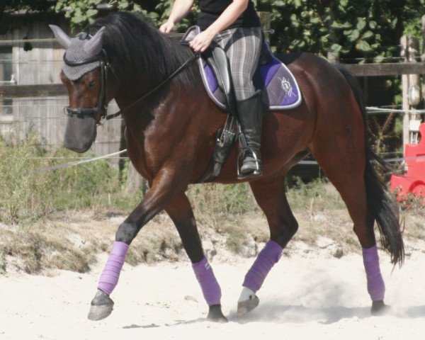 horse Charly (German Riding Pony, 2005, from Charm of Nibelungen)