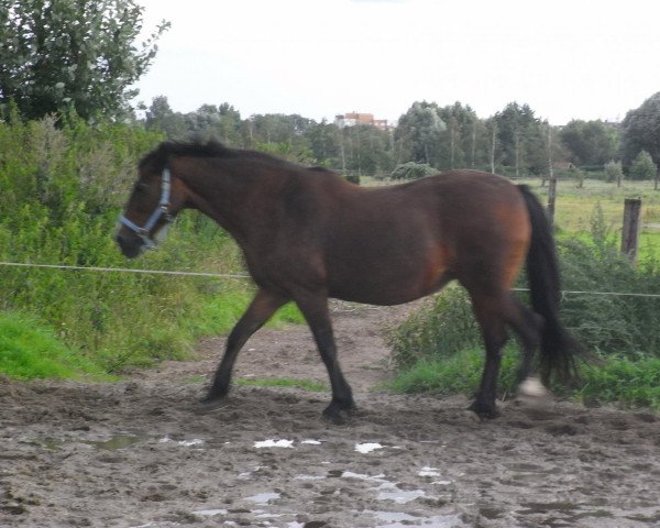 Pferd Ceres Lady Beatrix (Welsh-Cob (Sek. D), 1988, von Bucklesham Brenin Bach)