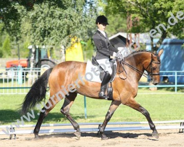 broodmare Chicos Grosse Liebe (Westphalian, 2004, from Chico's Boy)