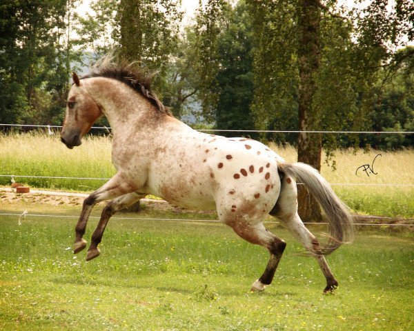 stallion Mr Strudel Bop (Appaloosa, 1999, from The Strudel Kid)