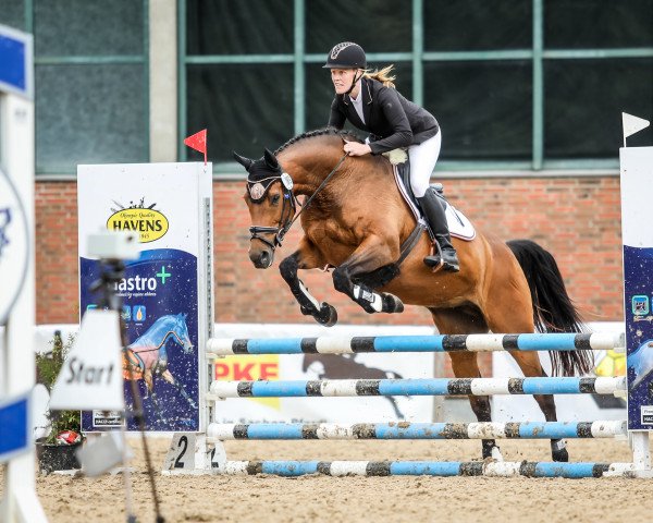 broodmare Gerti BS (Holsteiner, 2014, from Chin Champ) broodmare Gerti BS (Holsteiner, 2014, from Chin Champ)
