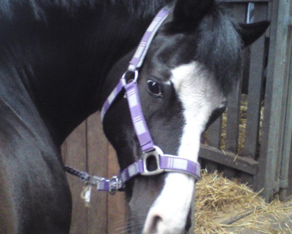 Dressurpferd Nick 147 (Deutsches Reitpony, 1999, von Notre Beau)